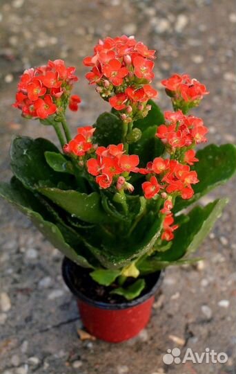 Комнатные растения цветы