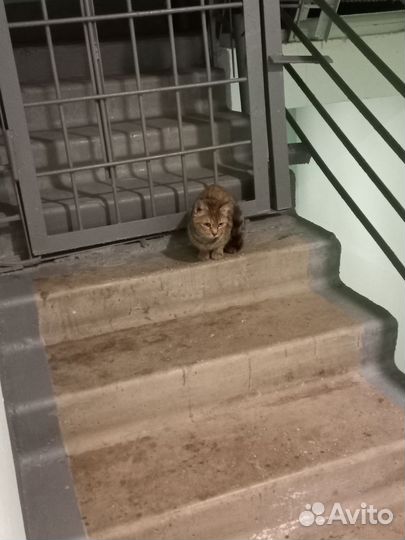 Помочь кошечкам