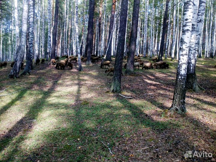 Овцы
