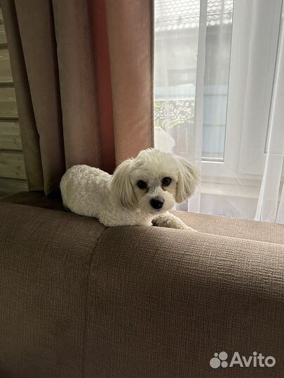 Передежка собак