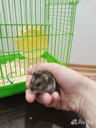 Джунгарский хомяк