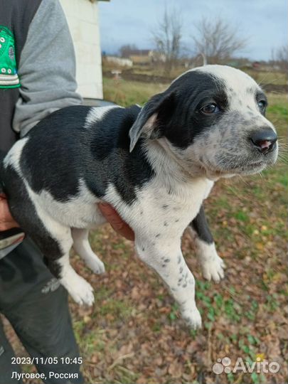 Долматинка