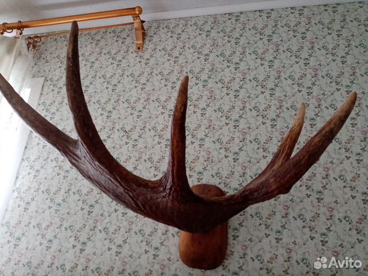 Рог крупного лося