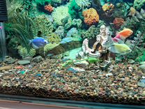 Продам аквариум с рыбками 90л в сборе со всем обор