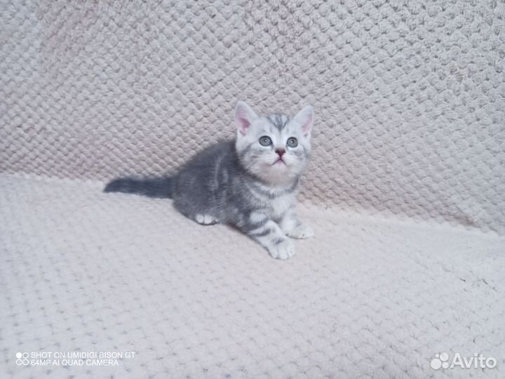 Шотландские котята