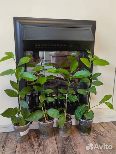 Лимоны Меера, Лунарио, Павловский