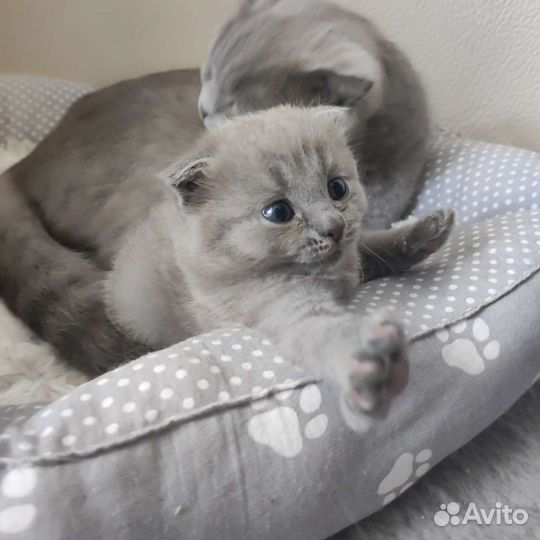 Шотландская плюшка