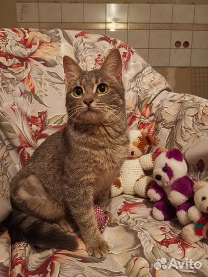 Кошечка подросток