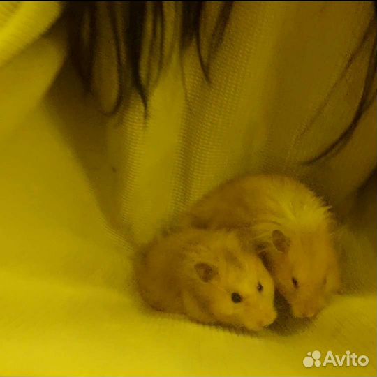 Сирийские хомяки с клеткой