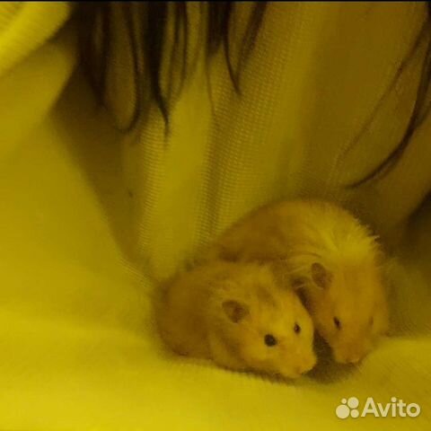 Сирийские хомяки с клеткой