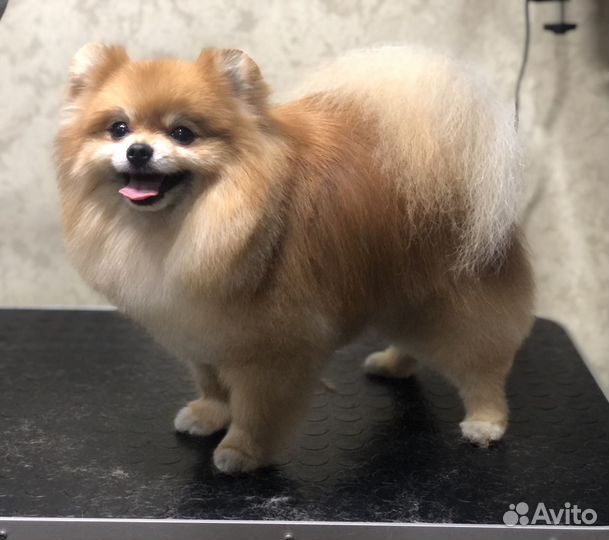 Стрижка собак, кошек.Груминг.Чистка Зубов