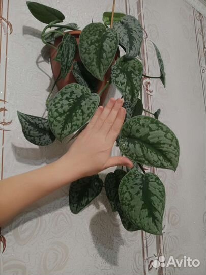 Сциндапсус