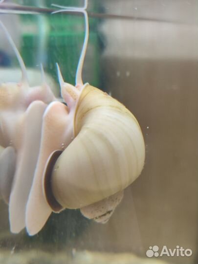 Цветные улитки ампулярии