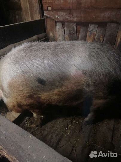 Кабан на мясо