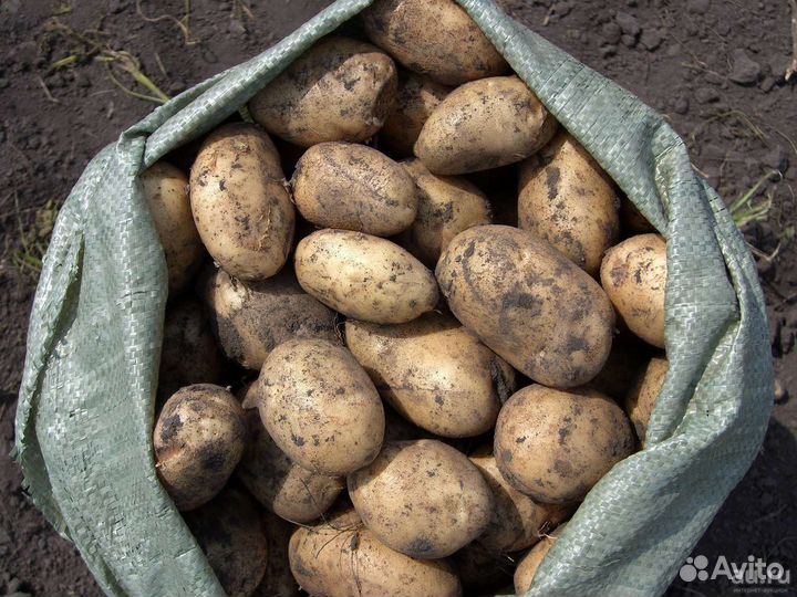 Продам картофель