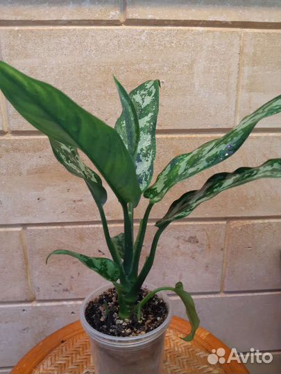 Аглаонема Мария