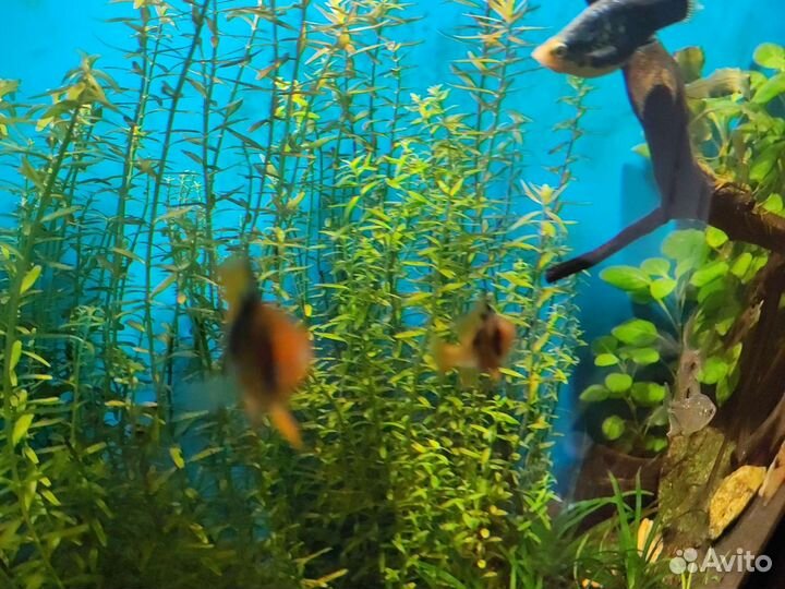Аквариумные растения
