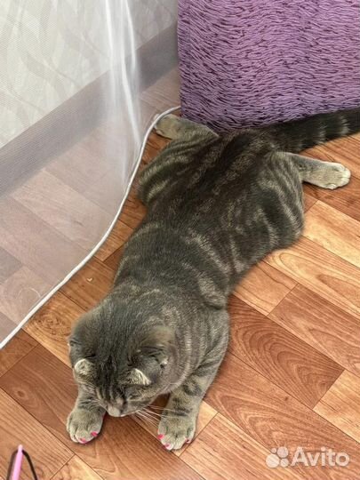 Шотландская кошка вязка