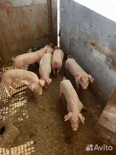 Поросята ландрас