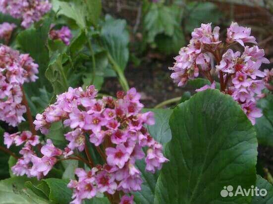 Рассада цветов