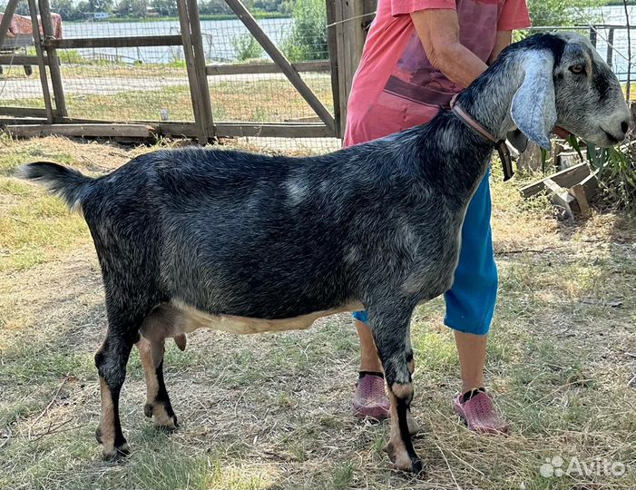 Две нубийские козы дойные