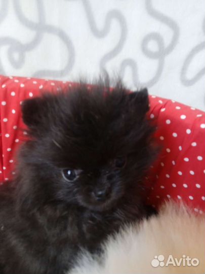 Щенки померанского шпица