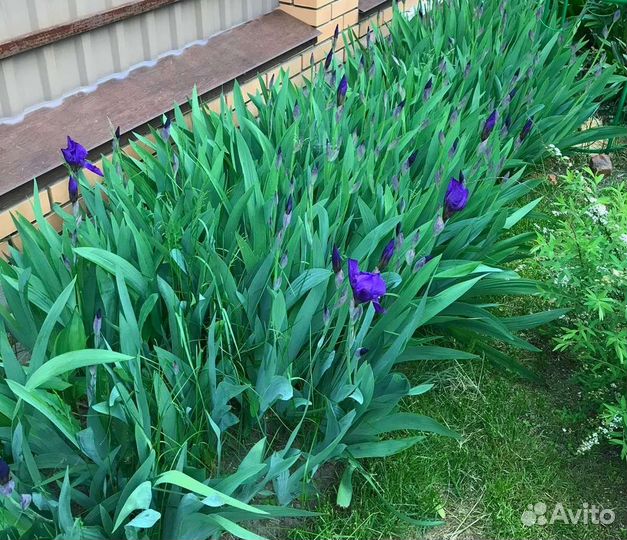 Ирис бордюрный фиолетовый