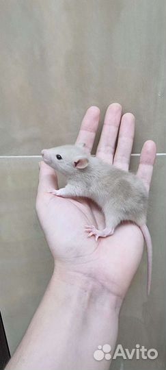 Крысята, крысы, крысы дамбо