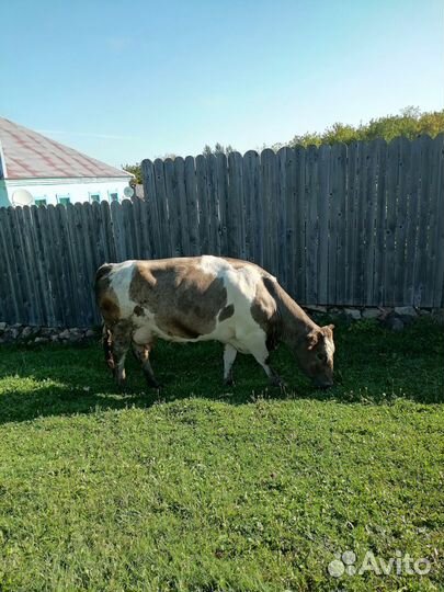 Продам коров, телят