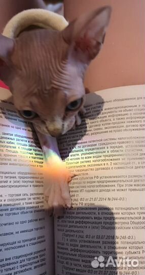 Бухгалтер на аутсорсинге