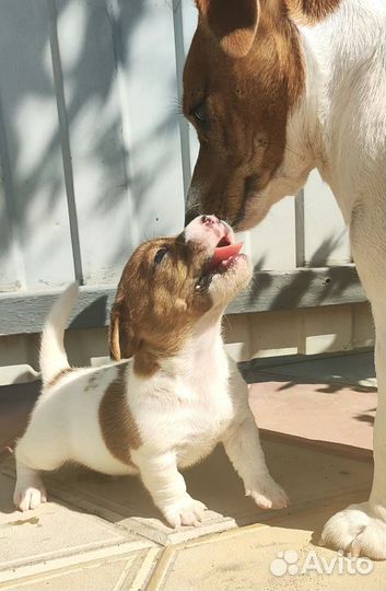 Джек рассел терьер