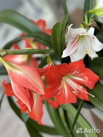 Комнатные цветы Лилия гиппеаструм