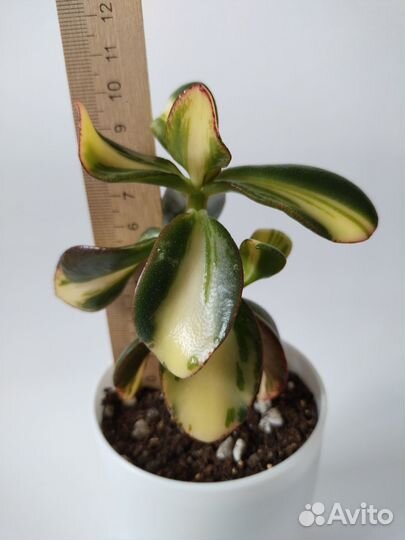 Crassula 