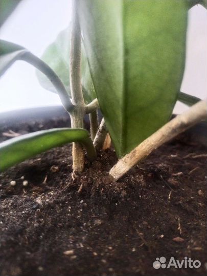 Хойя карноза