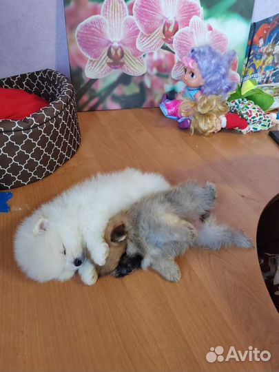 Миники. Сластена(рыжая)и Зифирчик белый