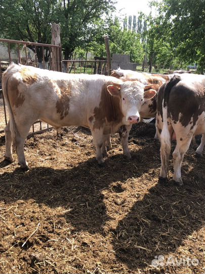 Коровы дойные молочные 8 голов и бычки на племя