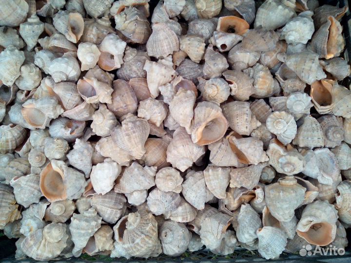 Рапан ракушка