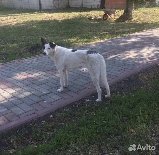 Собака в добрые руки