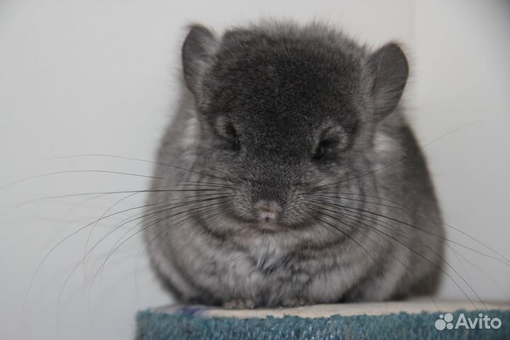 Шиншилла Ангора эбони и гомобежевая девочки