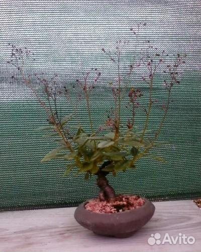 Талинум Метельчатый семена