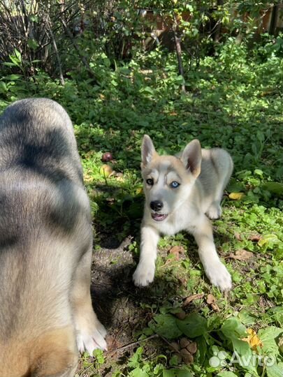 Отдам в добрые руки щенков