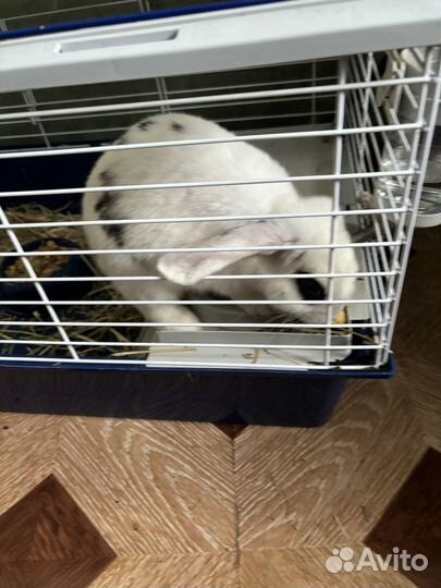 Кролики породы баран вместе с клеткой