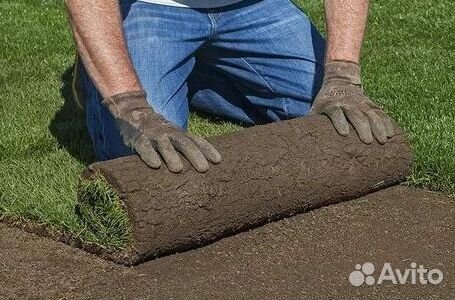 Газон рулонный