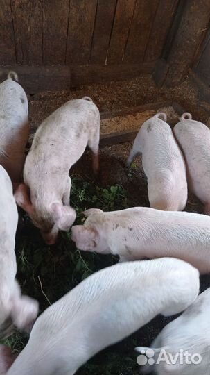 Поросята 1 месяц