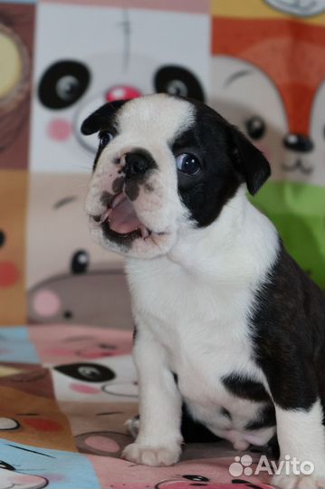 Бостон Терьеры, Щенки