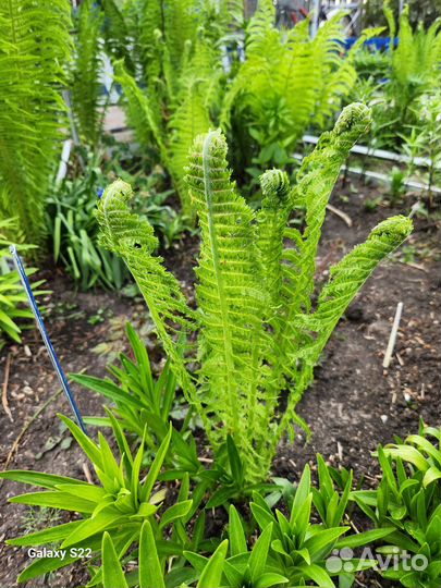 Папоротник