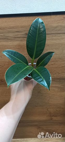 Фикус эластика мелани