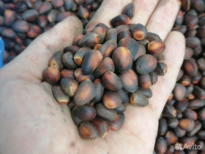 Орех Клюква Брусника Св.Урож. В Наличии по адресу