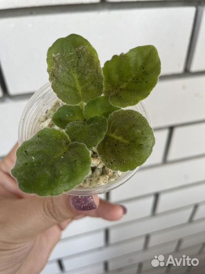 Фиалка сортовая Школьный вальс