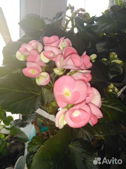 Бегония Элатиор есть розовая, жёлтая и оранжевая